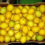 Santa Venerina, due arresti per furto di limoni