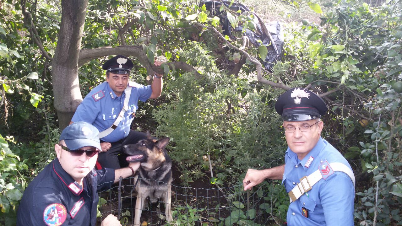 Aci Catena, coltivazione casalinga di marijuana: arrestato