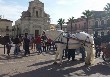 Macchia di Giarre ed i suoi cavalli insieme