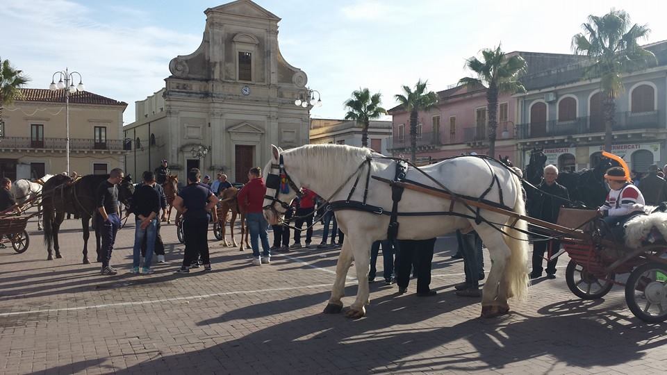 Macchia di Giarre ed i suoi cavalli insieme