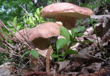 Funghi sì, ma in sicurezza: ritorna “Fungo sicuro” dell'Asp