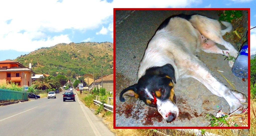 Francavilla di Sicilia: una serata “da cani”