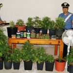 Acireale: fidanzati dediti alla coltivazione di “marijuana”. Arrestati