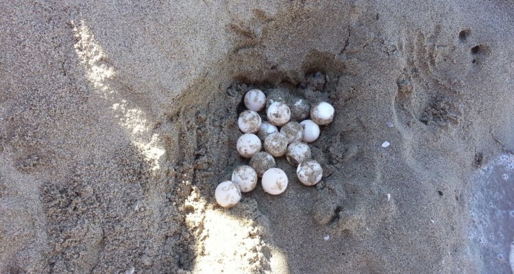 Catania, alla Playa trovate 75 uova di tartaruga