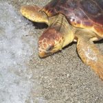 Catania: sono tornate a nidificare le tartarughe marine Caretta caretta