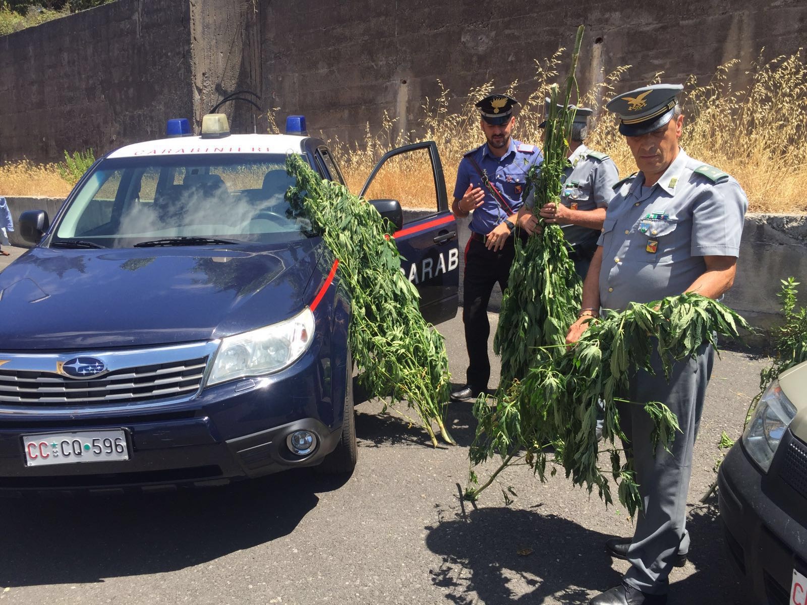 Cesarò: scoperta un’altra piantagione di marijuana