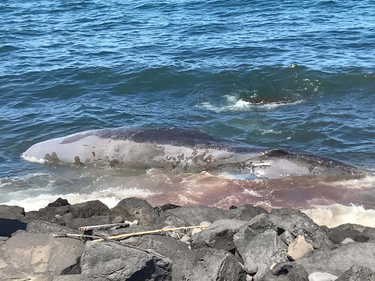 Riposto, trovato capodoglio morto in riva al mare