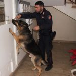 Mascali, ai domiciliari deteneva marijuana a casa. A scovarla il cane del nucleo cinofili Indic