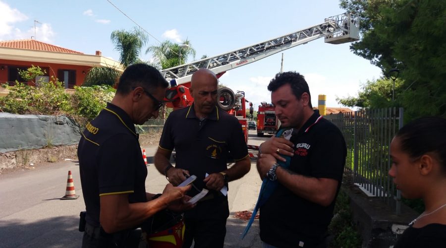 Mascali, vigili del fuoco recuperano pappagallo pregiato VIDEO