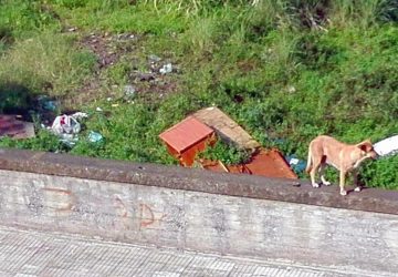 Giarre. Randagismo in Viale Don Minzoni: dodici cani abbandonati a se stessi