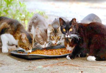 Giardini Naxos: l'Amministrazione Comunale "adotta" i gatti randagi del paese