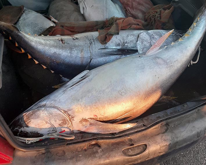 Riposto, sequestrati 300 kg di tonno rosso in scarse condizioni igienico sanitarie