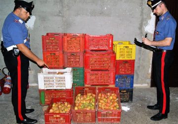 Militello Val di Catania, due razziatori finiti in manette: avevano rubato mezzo quintale di fichi d’india