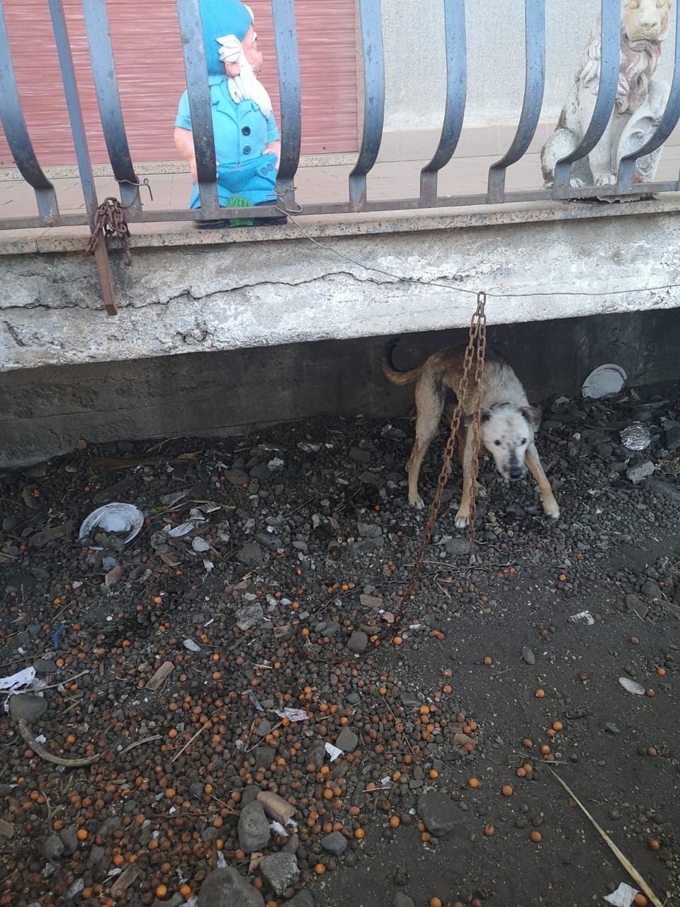 Carrubba, cane legato ad una catena e in pessime condizioni igienico sanitarie: denunciati i proprietari