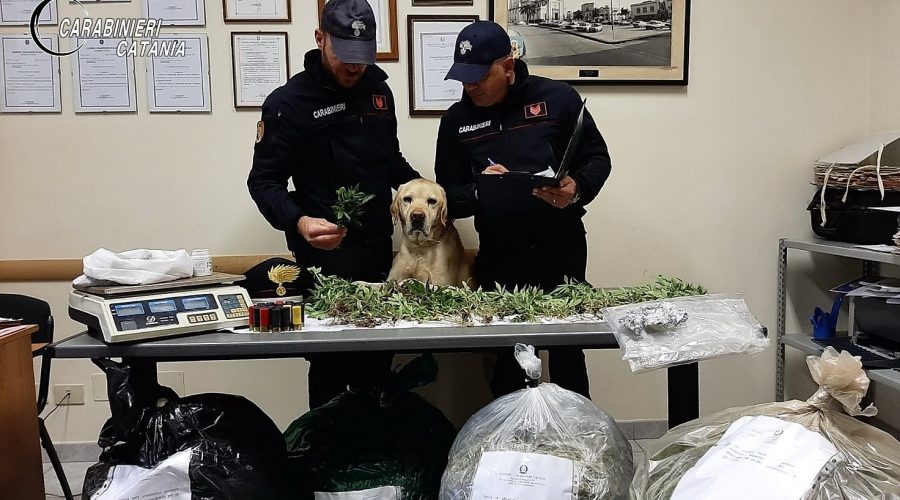 Mascali, 25 chili di marijuana pura e non light: porte del carcere aperte per un 37enne