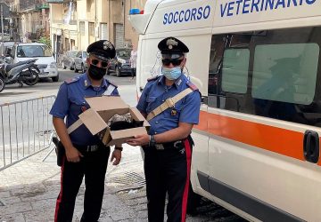 Catania, gattino disidratato soccorso dal servizio d’ordine al G20