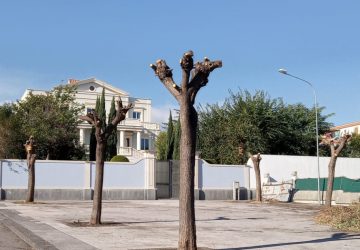 Giarre, l'allarme in Consiglio sulle potature irregolari e il verde nel degrado