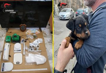 Il cucciolo “Dante” a difesa del fortino della droga: 5 arresti VIDEO