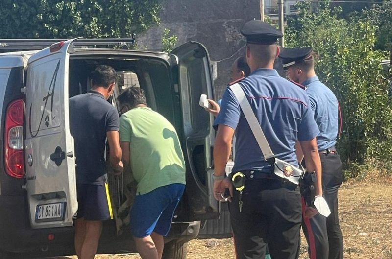 Riposto, blitz di carabinieri e polizia locale in un canile lager VIDEO