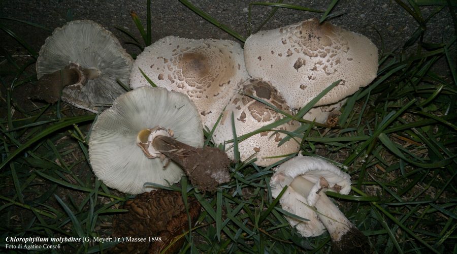 Stagione di funghi: rimane alta l’attenzione per la presenza di specie fungine tossiche