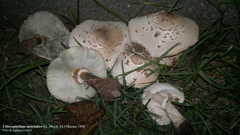 Stagione di funghi: rimane alta l’attenzione per la presenza di specie fungine tossiche