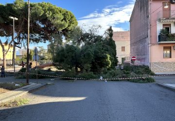 Giarre, dopo il crollo del pino in corso Sicilia, necessario mappare gli alberi a rischio caduta