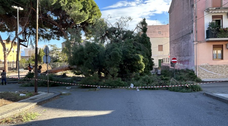 Giarre, dopo il crollo del pino in corso Sicilia, necessario mappare gli alberi a rischio caduta