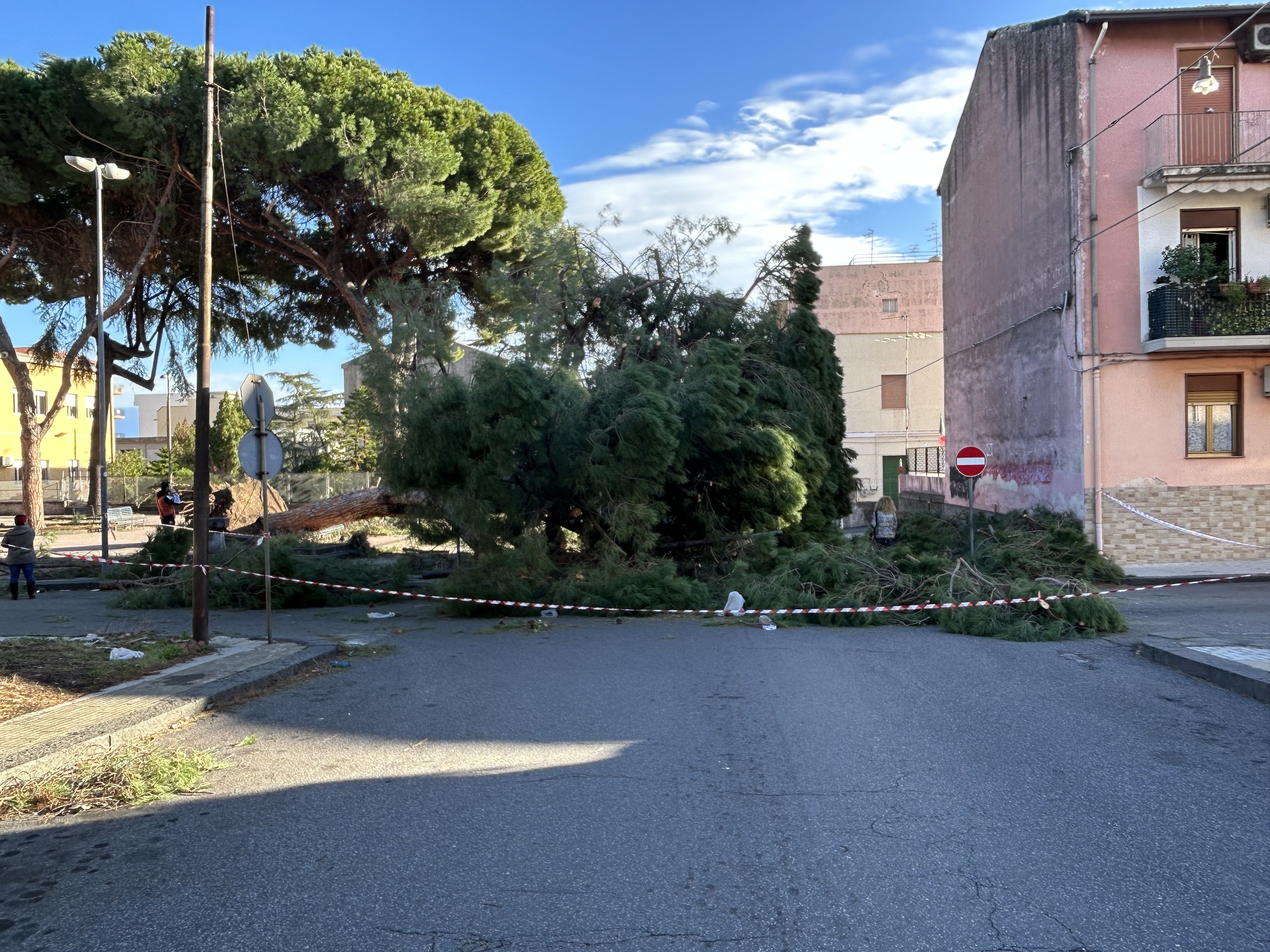 Giarre, dopo il crollo del pino in corso Sicilia, necessario mappare gli alberi a rischio caduta