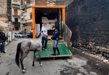 Cavalli e farmaci dopanti dentro le stalle, scattati i sequestri