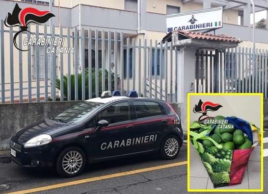 Riposto, furto di avocadi in un terreno: un arresto