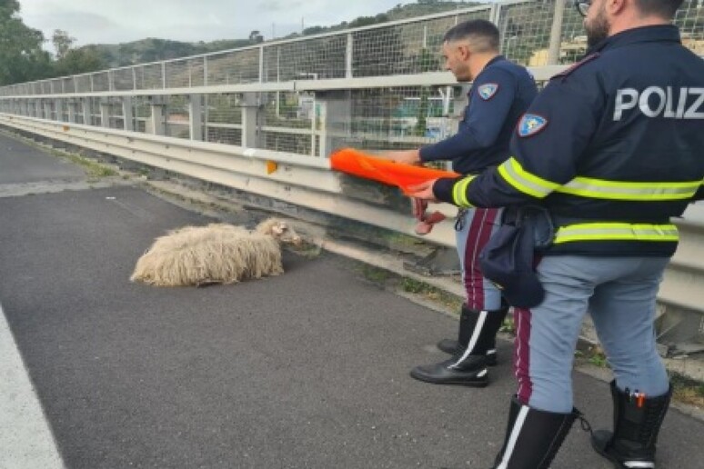 Due agnellini in A18 salvati da Polizia Stradale