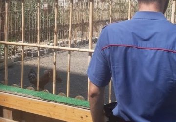 Fattoria abusiva tra i palazzi e un cane in catene: intervento dei Carabinieri