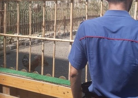 Fattoria abusiva tra i palazzi e un cane in catene: intervento dei Carabinieri