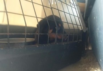 Quindici rottweiler chiusi dentro un box: una denuncia per maltrattamento e detenzione incompatibile