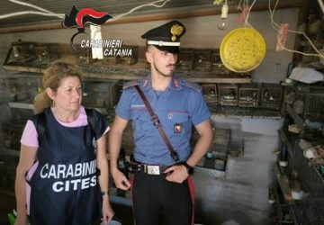 Carabinieri contro il bracconaggio: denunciato un pensionato