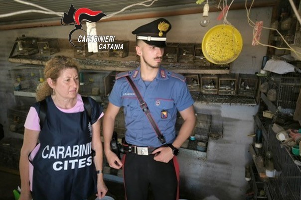 Carabinieri contro il bracconaggio: denunciato un pensionato