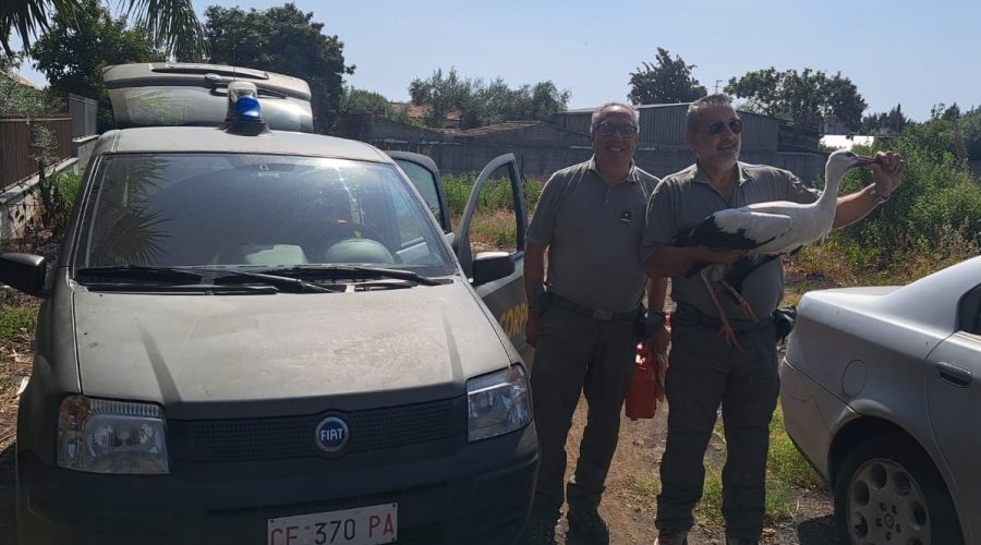 Cicogna salvata a Mascali, un gabbiano attende i soccorsi a Fiumefreddo