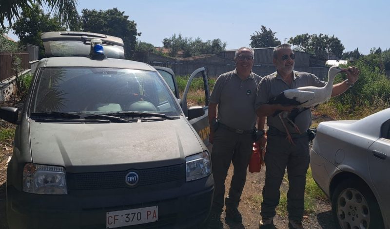 Cicogna salvata a Mascali, un gabbiano attende i soccorsi a Fiumefreddo