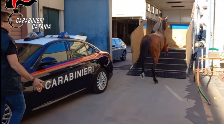 Corsa clandestina di cavalli interrotta dai carabinieri sulla Giarre-Milo