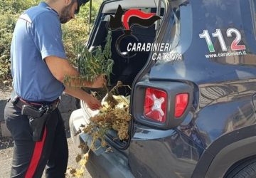 Giarre, scoperta mini piantagione di marijuana: denunciato 44enne mascalese