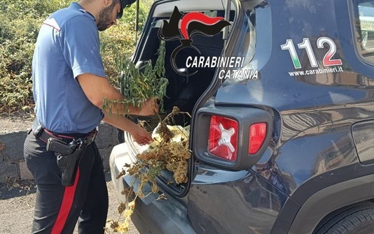 Giarre, scoperta mini piantagione di marijuana: denunciato 44enne mascalese