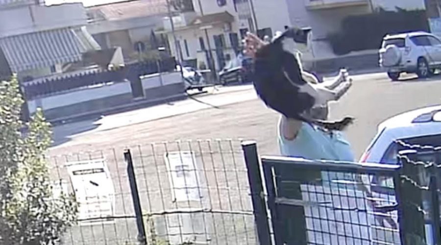 Riposto, un “signore” lancia due gatti nel recinto della colonia felina di Torre Archirafi VIDEO