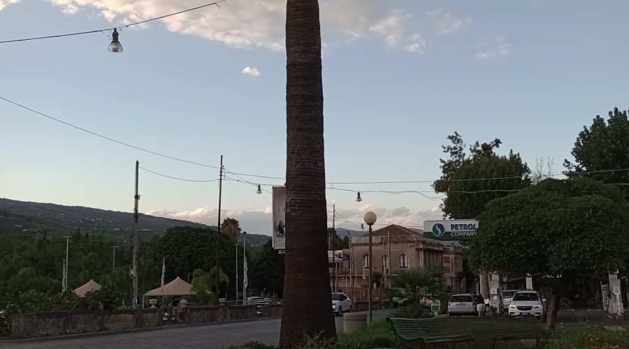 Giarre, palma potrebbe crollare in piazza Regina Margherita? E gli altri alberi della città?