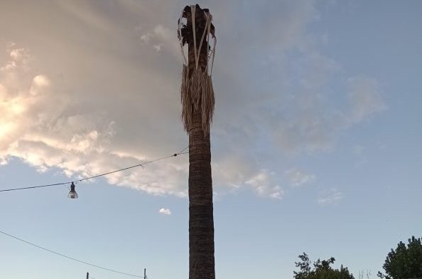 Giarre, palma potrebbe crollare in piazza Regina Margherita? E gli altri alberi della città?