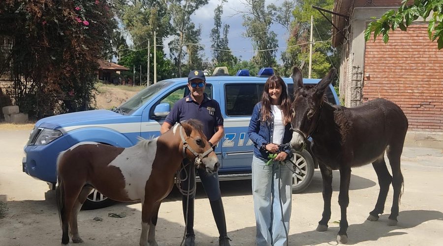 Rubano un’asina e un pony per macellarli abusivamente: ritrovati dalla Polizia