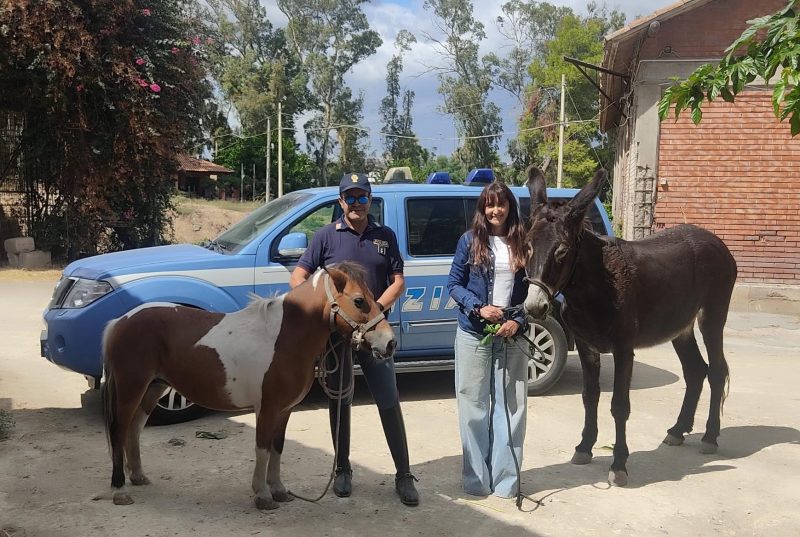 Rubano un’asina e un pony per macellarli abusivamente: ritrovati dalla Polizia