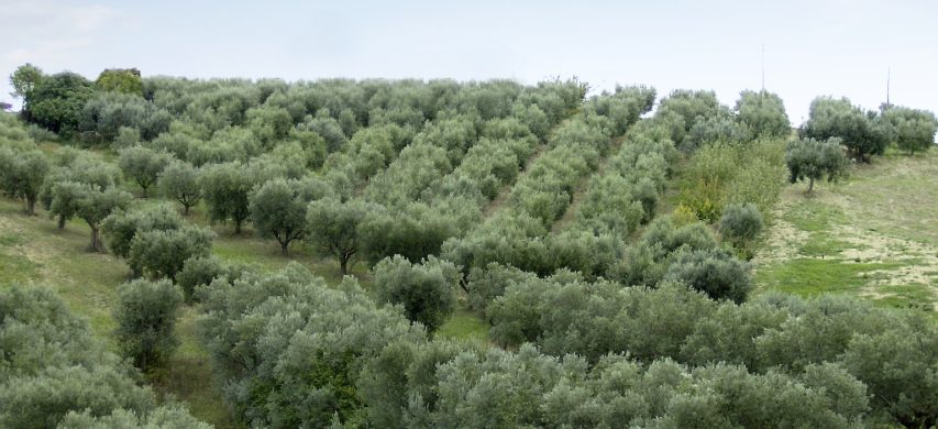 Olivicoltura, crolla la produzione in Sicilia, -60%. Cia Sicilia orientale: “urge piano olivicolo”