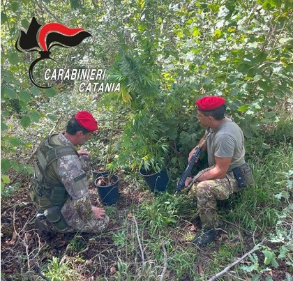 Castiglione di Sicilia, piantagione di cannabis tra le vigne: arrestato un 50enne