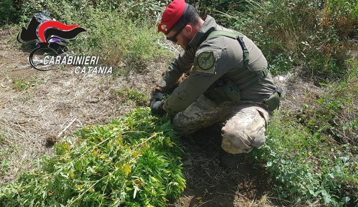 Piedimonte Etneo: arrestato 49enne e denunciato il complice 45enne per coltivazione di sostanze stupefacenti