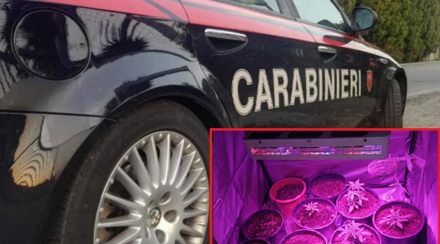 Francavilla di Sicilia: un arresto e una denuncia per droga. Sequestrate 16 piante di cannabis